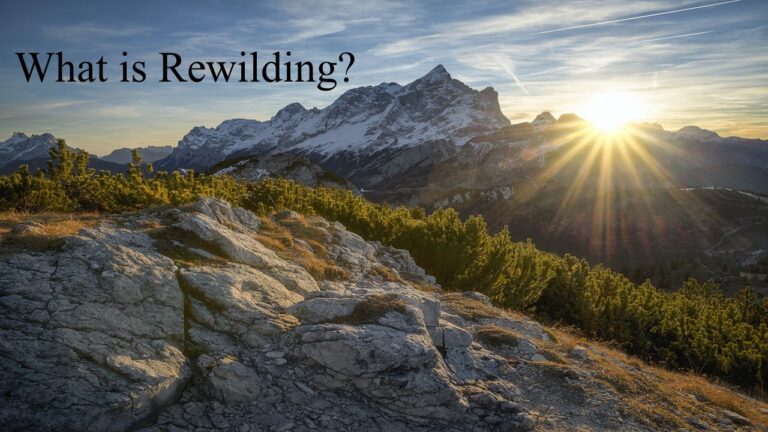 Bringing Back the Wild: How Rewilding Can Help Restore Ecosystems and Increase Biodiversity